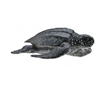 Фигурка Collecta Кожистая черепаха, М