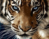 Картина по номерам Mariposa Тигр, 40*50 см