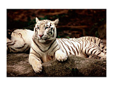 Пазл Trefl Бенгальские тигры, 1500 дет.
