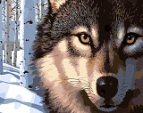 Картина по номерам Mariposa Волк, 40*50 см