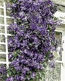 Картина по номерам Mariposa Фиолетовые цветы, 40*50 см