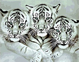 Картина по номерам Mariposa Тигрята, 40*50 см
