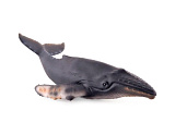 Фигурка Collecta Горбатый кит, XL