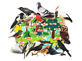Игровой набор LipLip Изучаем птиц, фетр, 16 дет.